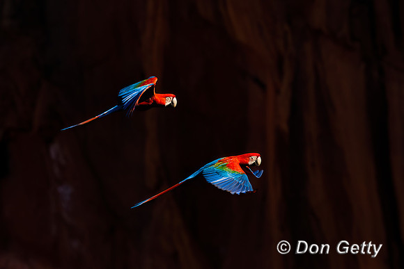 Red-and-green Macaw