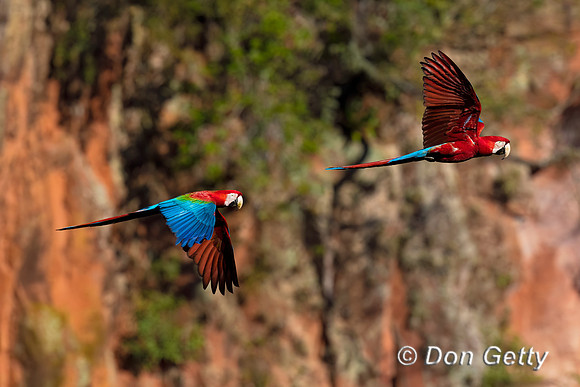 Red-and-green Macaw