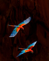 Central and South American Birds