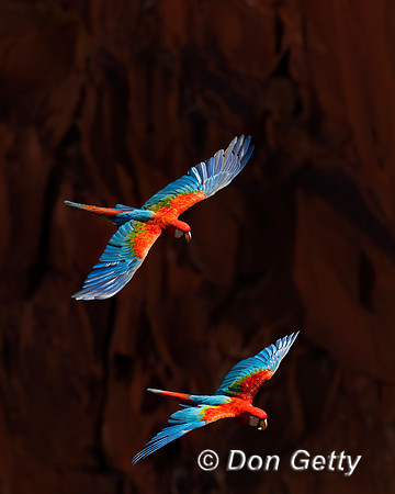 Red-and-green Macaw
