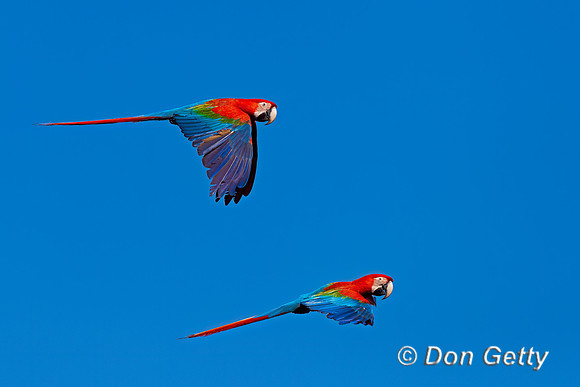 Red-and-green Macaw