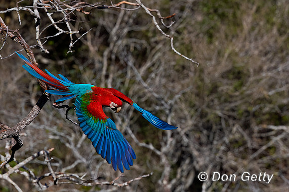 Red-and-green Macaw