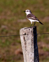 White-rumped Monjita