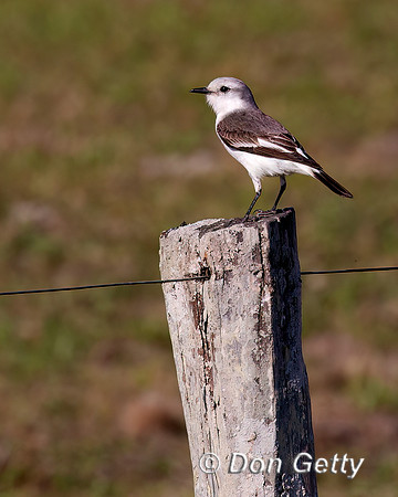 White-rumped Monjita