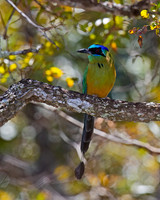 Blue-capped Motmot