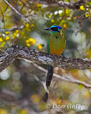 Blue-capped Motmot