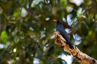 Black-fronted Nunbird