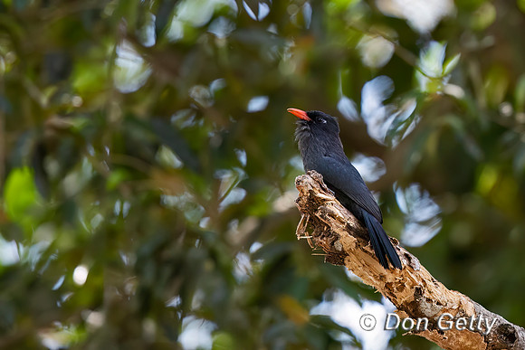 Black-fronted Nunbird