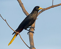 Crested Oropendola