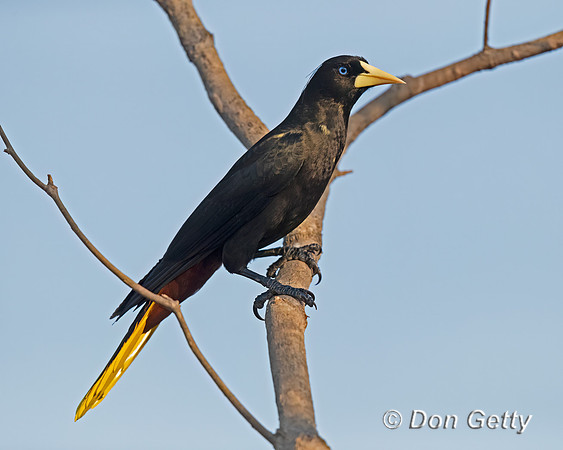 Crested Oropendola