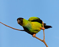 Black-hooded Parakeet