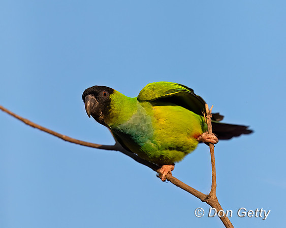 Black-hooded Parakeet