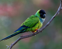 Black-hooded Parakeet