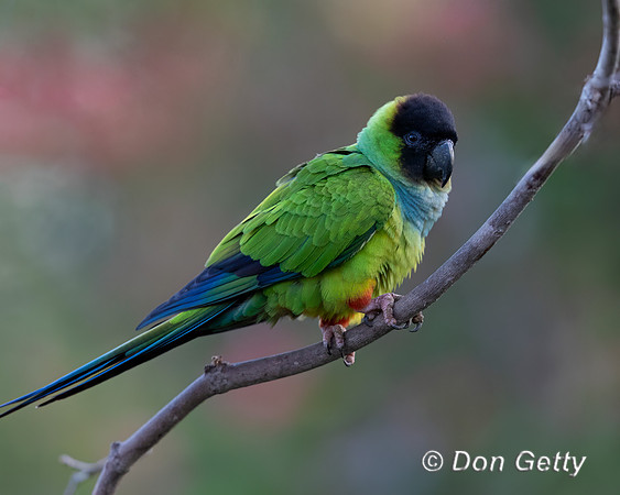 Black-hooded Parakeet