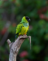 Black-hooded Parakeet