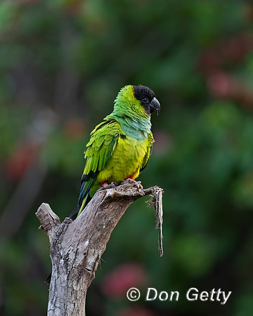 Black-hooded Parakeet