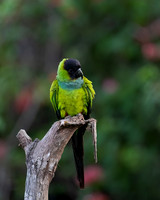 Black-hooded Parakeet