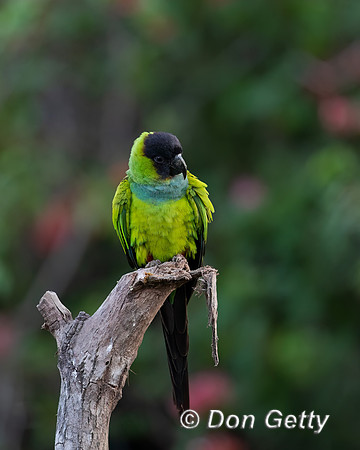 Black-hooded Parakeet
