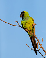 Black-hooded Parakeet