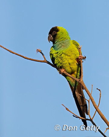 Black-hooded Parakeet