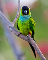 Black-hooded Parakeet