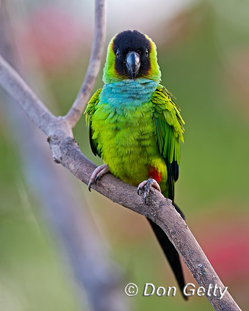 Black-hooded Parakeet