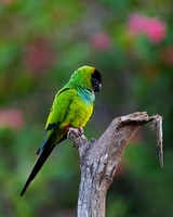 Black-hooded Parakeet