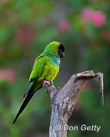 Black-hooded Parakeet