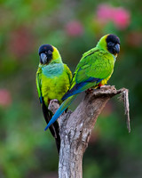 Black-hooded Parakeet