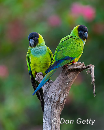 Black-hooded Parakeet