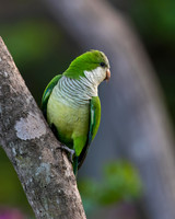 Monk Parakeet