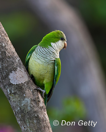 Monk Parakeet