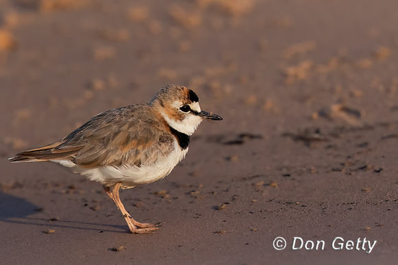 Collared Plover