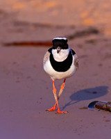 Pied Plover