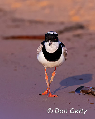 Pied Plover