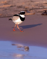 Pied Plover