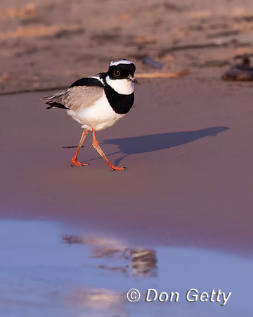 Pied Plover