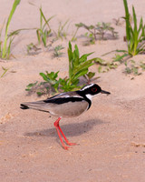 Pied Plover