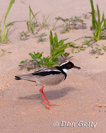 Pied Plover