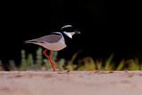 Pied Plover