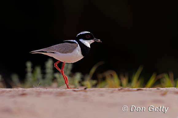 Pied Plover