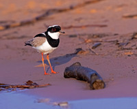 Pied Plover