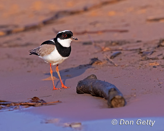Pied Plover