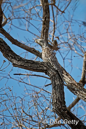 Great Potoo
