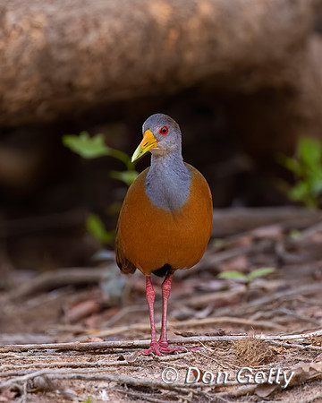 Grey-necked Wood Rail