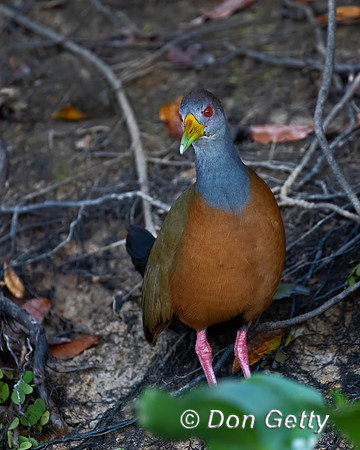 Grey-necked Wood Rail