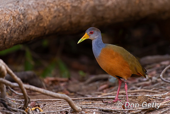 Grey-necked Wood Rail