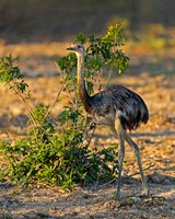 Greater Rhea