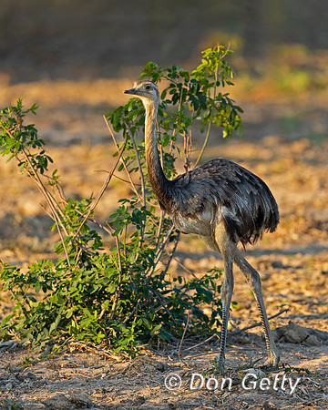 Greater Rhea