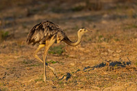 Greater Rhea